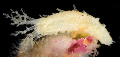 Aggregating Sea Cucumber