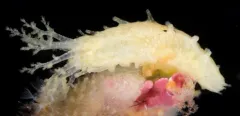 Aggregating Sea Cucumber thumbnail 1