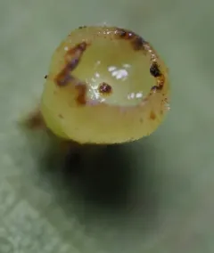 Hickory Puff Tart Gall Midge thumbnail 4