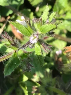Field woundwort thumbnail 1