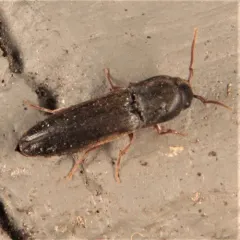Nematodes penetrans thumbnail 4