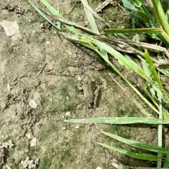 Blanchard's Cricket Frog thumbnail 1