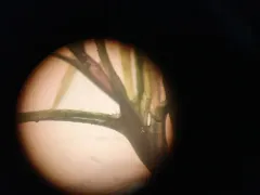 thread-leaved water-nymph thumbnail 2