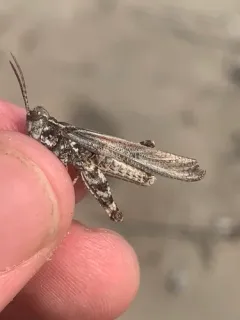 Lake Huron Locust thumbnail 2