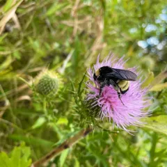 American Bumble Bee thumbnail 3