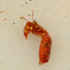 Tubeworm Hermit thumbnail 1