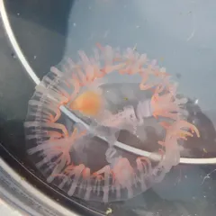 Curtained Jelly thumbnail 4