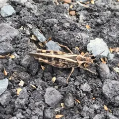 Clear-winged Grasshopper thumbnail 3