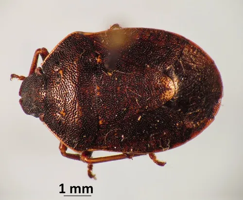 Holcostethus macdonaldi