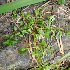 Water Purslane thumbnail 3