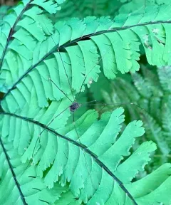 Leiobunum exilipes thumbnail 1
