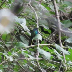 Mexican Violetear thumbnail 4