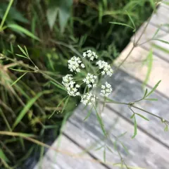 bulblet-bearing water hemlock thumbnail 4