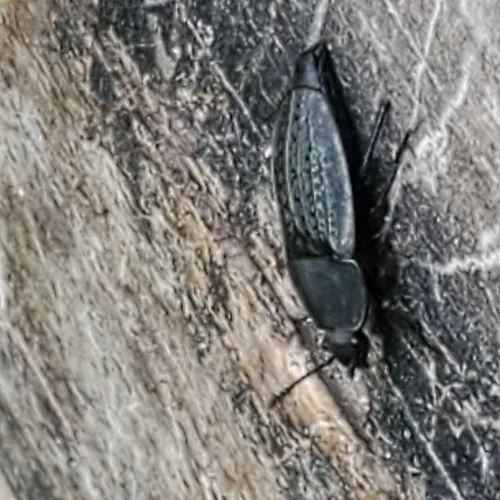 Garden Carrion Beetle