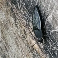 Garden Carrion Beetle thumbnail 1