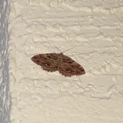 Tissue Moth thumbnail 4