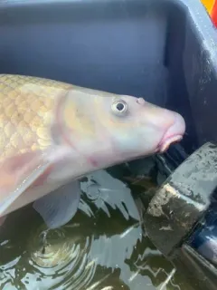 Blue Sucker thumbnail 3