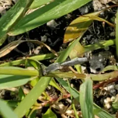 Western Forktail thumbnail 2