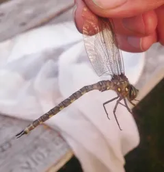 Ocellated Darner thumbnail 4