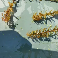 Canadian Waterweed thumbnail 3