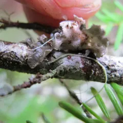 Pseudocyphellaria mallota thumbnail 4