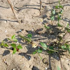 trailing fuzzy-bean thumbnail 4