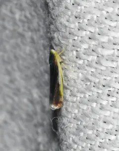 Eupteryx nigra thumbnail 2
