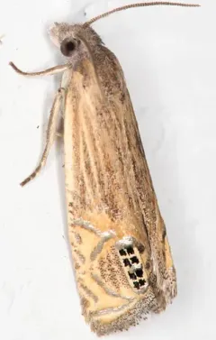 Eucosma autumnana thumbnail 2