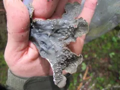 Gray Lung Lichen thumbnail 1