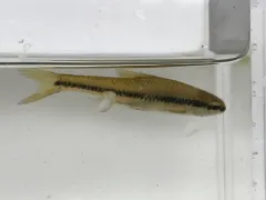 Bridle Shiner thumbnail 3
