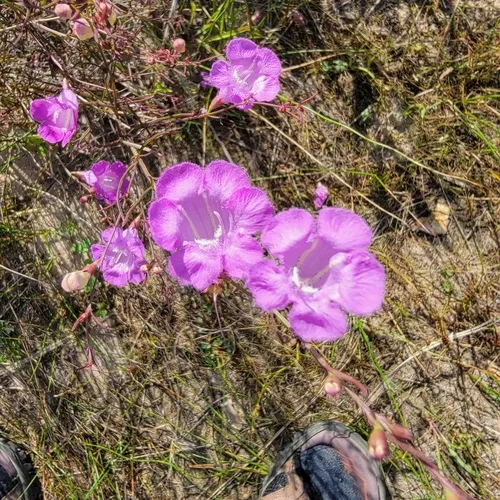 purple false foxglove