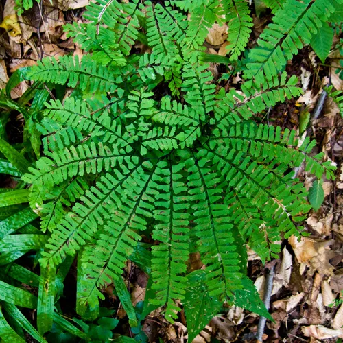 northern maidenhair fern