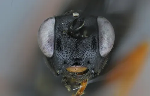 Lissonota clypeator