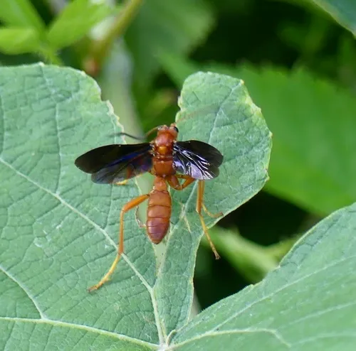 Trogus vulpinus