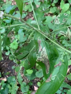 Calycomyza cynoglossi thumbnail 4
