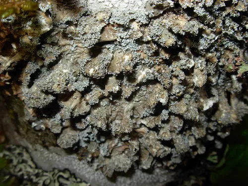 Cryptic Paw Lichen