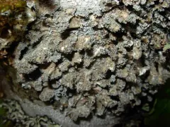 Cryptic Paw Lichen thumbnail 1