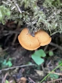 Phaeomarasmius proximans thumbnail 2
