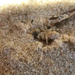 Shoreline Wolf Spider thumbnail 4