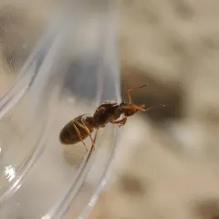 Hairless Rover Ant thumbnail 3