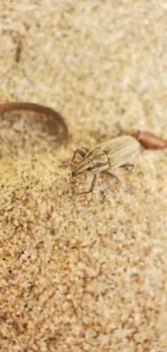 Scaphomorphus calandroides thumbnail 2