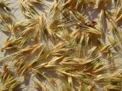 little barley thumbnail 2