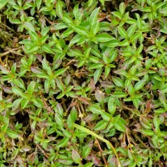 Water Purslane thumbnail 4