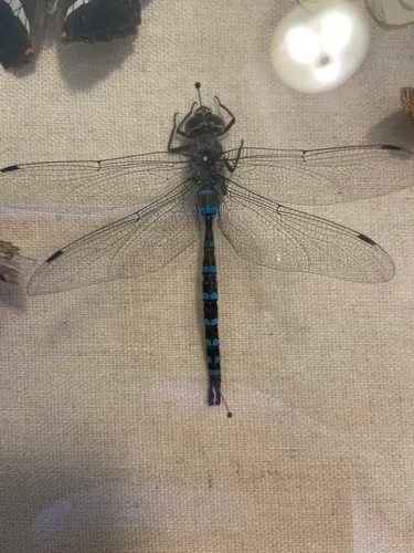Walker's Darner