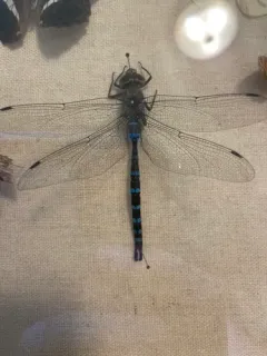 Walker's Darner thumbnail 1