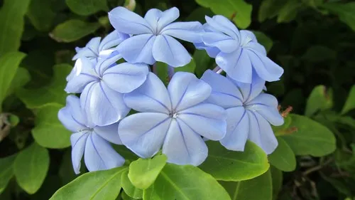blue plumbago