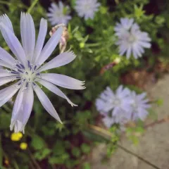chicory thumbnail 6