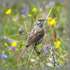 Brewer's Sparrow thumbnail 2