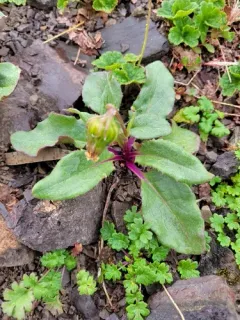 Olympic Mountain Ragwort thumbnail 3