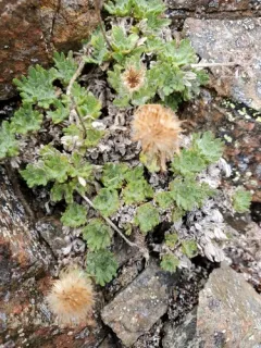 Salish Daisy thumbnail 1